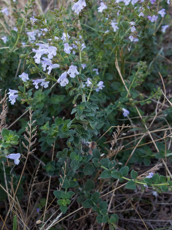Clinopodium (=Calamintha) nepeta / Mentuccia comune, Nepitella
